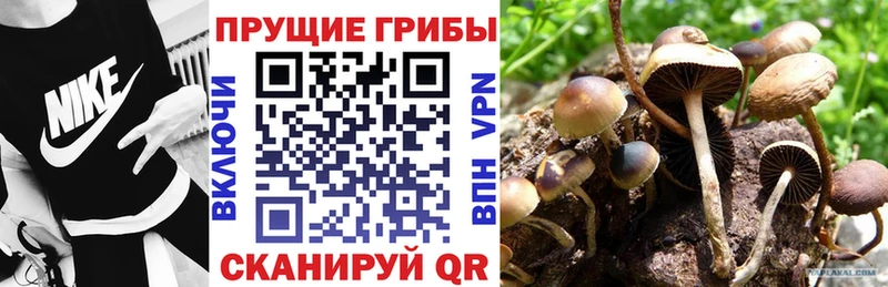 что такое наркотик  Гудермес  Галлюциногенные грибы мицелий 